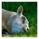 Zoek naar rammen posters Schapen