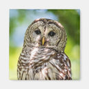 Recherche de rapaces magnets Nature