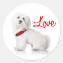 Recherche de chien blanc autocollants Chiot