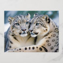 Recherche de snow leopard cartes postales Léopard des neiges