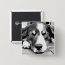 Recherche de moutons noirs badges Animal
