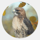 Recherche de hawk autocollants Oiseau de proie