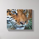 Recherche de tête de tigre posters Félin
