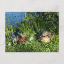 Recherche de drague cartes postales Oiseau