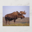 Recherche de orignaux taureau cartes postales Bois