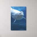 Recherche de baleine beluga posters Animaux