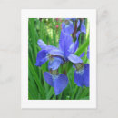 Recherche de iris bleu cartes postales Photographie