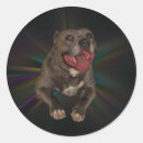 Recherche de nez drôle autocollants Chien