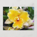 Recherche de orchidées exotiques cartes postales Tropical