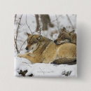 Zoek naar wolven buttons Wilde dieren