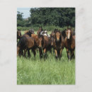 Recherche de pur cartes postales Cheval
