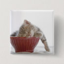 Recherche de dormir badges Animal