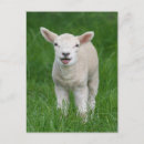 Recherche de animaux mignons cartes postales Animal de ferme