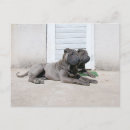Recherche de shar pei cartes postales Chiot