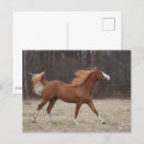 Zoek naar verf paard briefkaarten Lopen