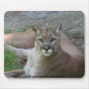 Recherche de puma tapis souris Faune