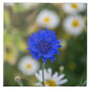 Zoek naar korenbloem tegels Bloemen
