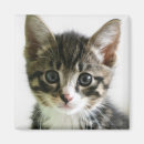 Zoek naar kitten magneten Binnenshuis