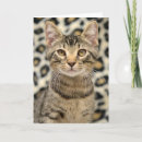 Recherche de chat tigré brun Minou