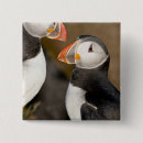 Zoek naar ijsland buttons Puffin