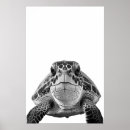 Recherche de tortue de mer posters Plage