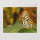Recherche de malachite cartes postales Insecte