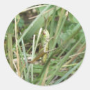 Recherche de grasshopper autocollants Faune