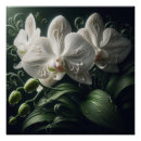 Recherche de orchidée blanche posters Fleurs