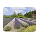 Zoek naar farm magneten Landbouw