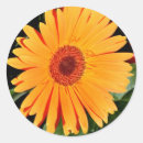 Recherche de marguerite orange de gerbera autocollants Fleur