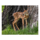 Recherche de faons posters Faune