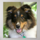 Recherche de sheltie posters Chiot