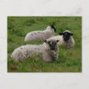 Zoek naar schapen briefkaarten Dieren