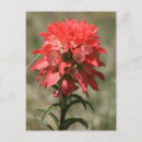 Recherche de pinceau indien cartes postales Castilleja