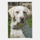 Recherche de labrador cuisine linges Dog