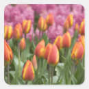 Recherche de jacinthes autocollants Floraison