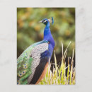 Zoek naar pauw vogel briefkaarten Wilde dieren