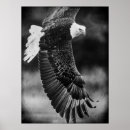 Recherche de aigle chauve art Ailes