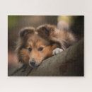 Recherche de shetland sheepdog puzzles Chiot