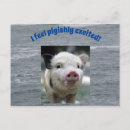 Zoek naar varkens briefkaarten Vakantie