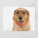 Recherche de humour golden retriever cartes postales Animal