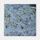 Recherche de bacterie magnets Les psem