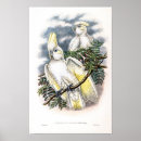 Zoek naar kaketoe posters Vintage