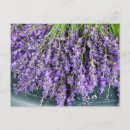 Zoek naar paarse lavendel briefkaarten Plant