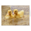 Recherche de canetons cartes postales Jaune