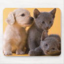 Recherche de chiot teckel tapis souris Animal familier