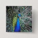 Zoek naar pauw veren buttons Groen