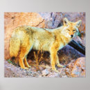 Recherche de coyotes posters Nature