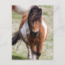 Recherche de poney de shetland cartes postales Marron