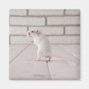 Recherche de gerbilles magnets Animal